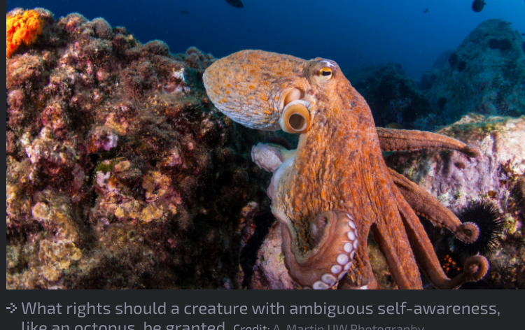 How Should We Treat Beings That Might Be&nbsp;Sentient?